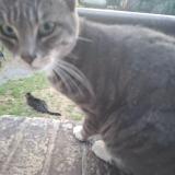 Foto del gato perdido en Colombes