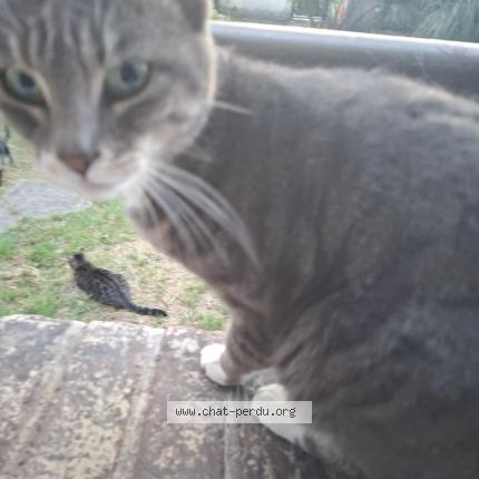 Foto 1/1 Princesse Chat perdido en Colombes