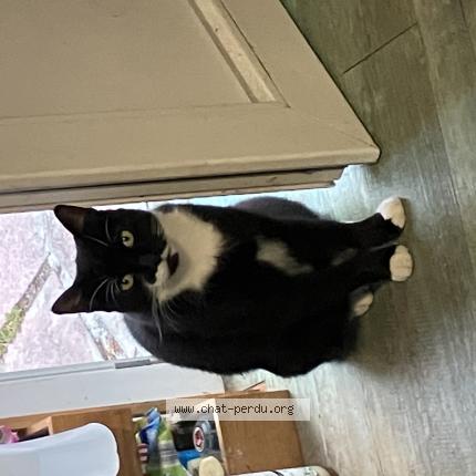 Foto 1/1 Haka Chat perdido en Royan