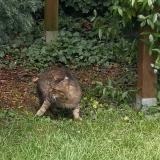 Foto de gato encontrado en Le Mans