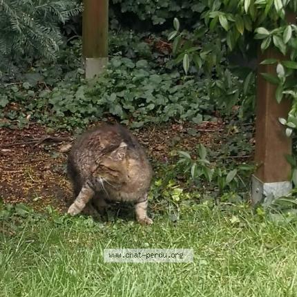 Foto 1/1 Gato encontrado Encontrado en Le mans