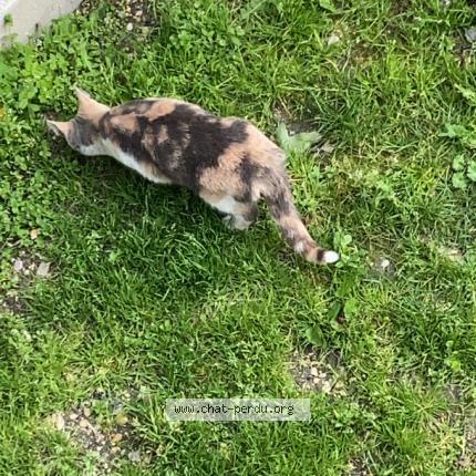 Foto 1/1 Gato encontrado Encontrado en Chalons en champagne