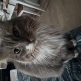 Foto del gato perdido en Montarlot Les Rioz