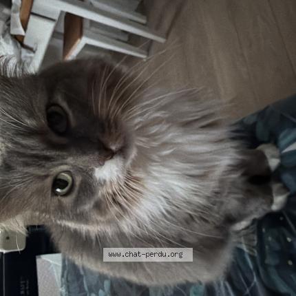 Foto 1/1 Pandora Chat perdido en Montarlot les rioz