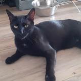 Foto del gato perdido en St Barthelemy