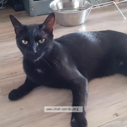 Foto 1/1 TiChat Chat perdido en St barthelemy