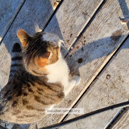 Foto 2/2 Dudu ou Duchesse Chat perdido en Saint michel l observatoire