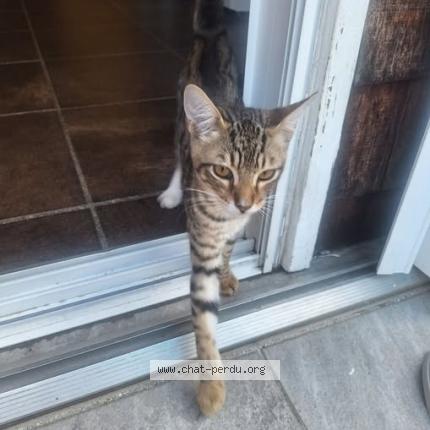 Foto 1/1 Lucky Chat perdido en Saint barthelemy