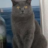 Foto del gato perdido en Saint Barthelemy
