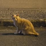 Foto de gato encontrado en Villars Les Dombes