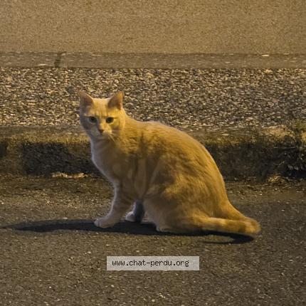 Foto 1/1 Gato encontrado Encontrado en Villars les dombes