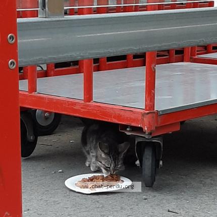 Foto 1/1 Gato encontrado Encontrado en Bruay la buissiere