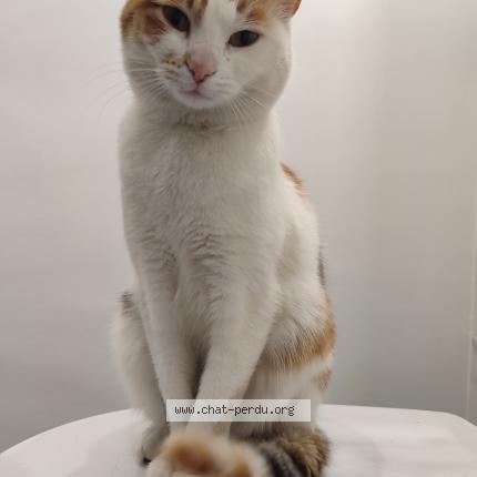 Foto 1/2 Gato encontrado Encontrado en Caudebec les elbeuf