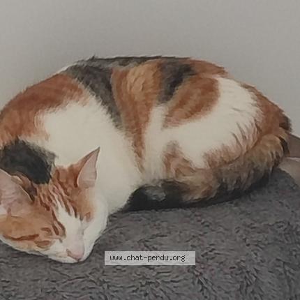 Foto 2/2 Gato encontrado Encontrado en Caudebec les elbeuf