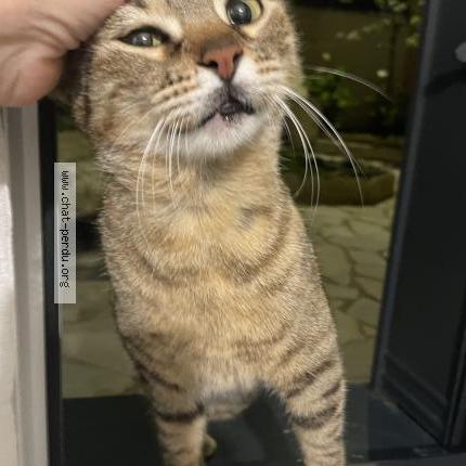 Foto 1/2 Gato encontrado Encontrado en Argenteuil