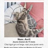Foto del gato perdido en Saint Julien Les Rosiers