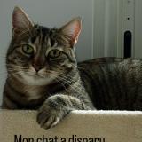 Foto del gato perdido en Barjouville