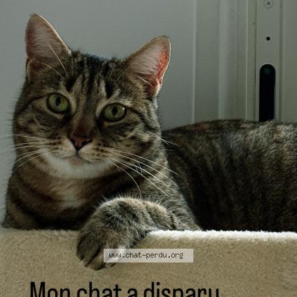 Foto 1/1 Savana Chat perdido en Barjouville