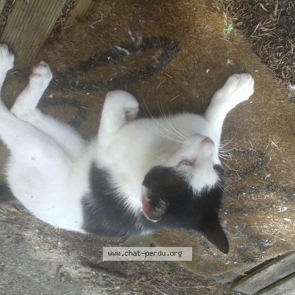 Foto 1/1 FELIX Chat perdido en Eysines