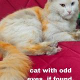 Foto del gato perdido en Bangalore