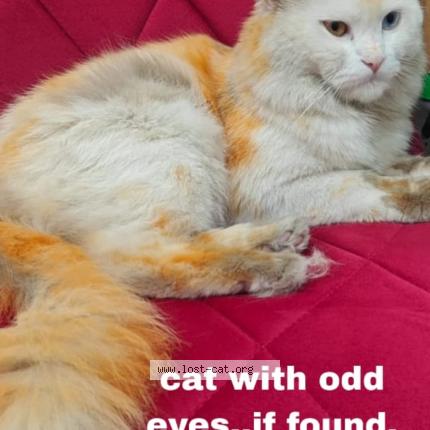 Foto 1/1 Hoor Chat perdido en Bangalore