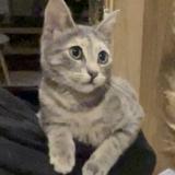 Foto del gato perdido en Argenteuil