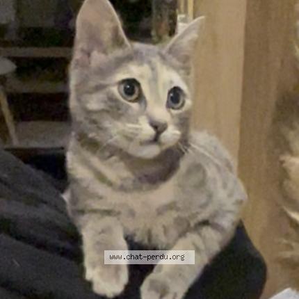 Foto 1/1 Caly Chat perdido en Argenteuil