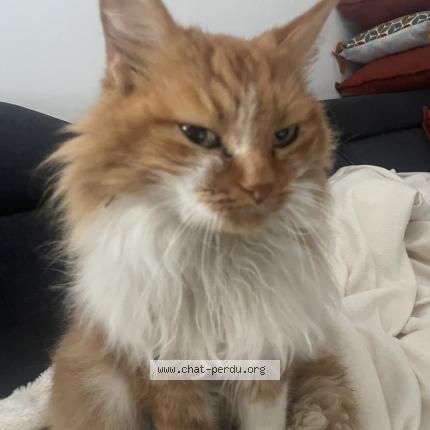 Foto 1/1 Gato encontrado Encontrado en Chaucenne