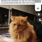 Foto del gato perdido en Saint Andre Lez Lille
