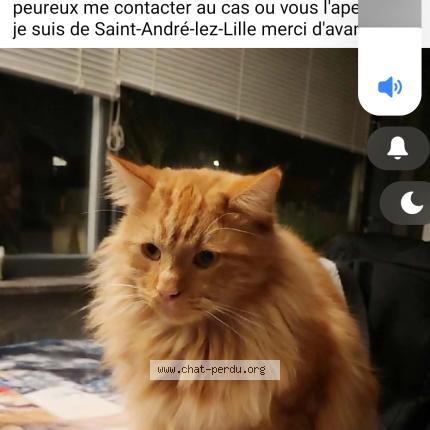 Foto 1/1 loulou Chat perdido en Saint andre lez lille