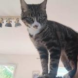 Foto del gato perdido en La Crau