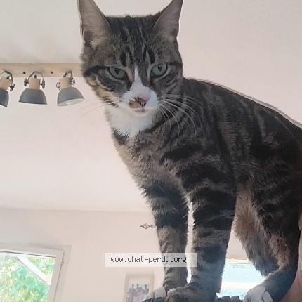 Foto 1/1 Maya Chat perdido en La crau