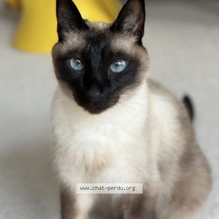 Foto 1/1 Dim Sum Chat perdido en Uccle