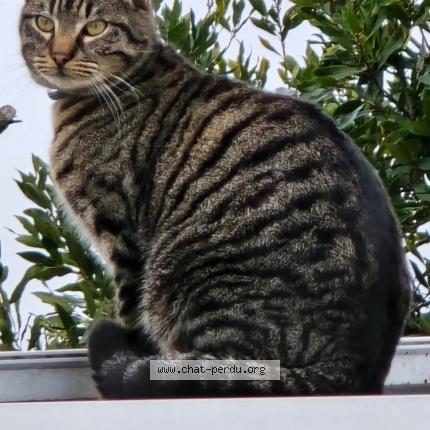 Foto 1/1 Sonic Chat perdido en Caen