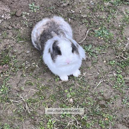 Foto 1/1 Tchoupi Chat perdido en Montauban