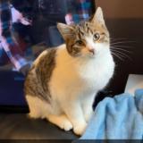 Foto del gato perdido en Malo Les Bains