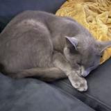 Foto del gato perdido en Morancez