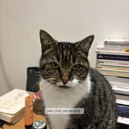 Foto 1/1 Tartiflette Chat perdido en Saint maur des fosses