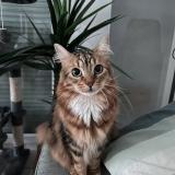 Foto del gato perdido en Nantes