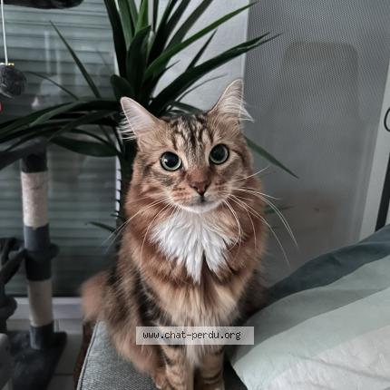 Foto 1/1 Juice Chat perdido en Nantes