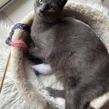 Foto del gato perdido en Nemours