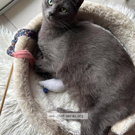 Foto 1/1 PERLE Chat perdido en Nemours