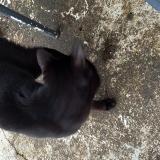 Foto de gato encontrado en Choisy Le Roi