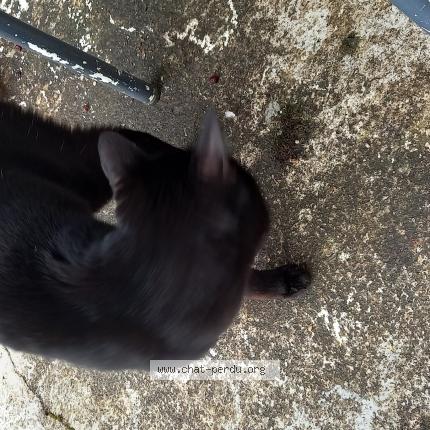 Foto 1/1 Gato encontrado Encontrado en Choisy le roi