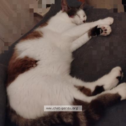 Foto 1/1 &Eacute;claire Chat perdido en Courson les carrieres
