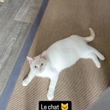 Foto del gato perdido en Hayange