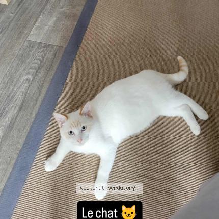 Foto 1/1 Milkey Chat perdido en Hayange