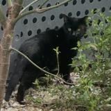 Foto de gato encontrado en Aubervilliers