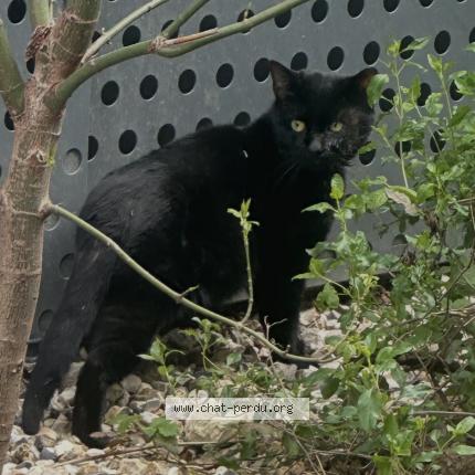 Foto 1/1 Gato encontrado Encontrado en Aubervilliers