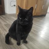 Foto del gato perdido en Laons